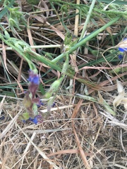 Anchusa azurea
