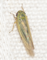 Macrosteles quadrilineatus