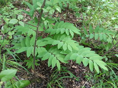 Polygonatum orientale