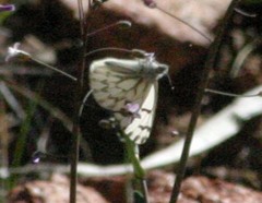 Pontia sisymbrii