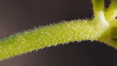 Mirabilis laevis retrorsa