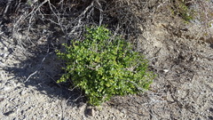 Mirabilis laevis retrorsa