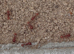 Pogonomyrmex occidentalis
