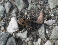 Graptopeltus lynceus