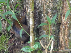 Sciurus pucheranii
