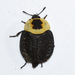 American Carrion Beetle - Photo (c) Royal Tyler, some rights reserved (CC BY-NC-SA), uploaded by Royal Tyler