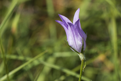 Campanula rapunculus