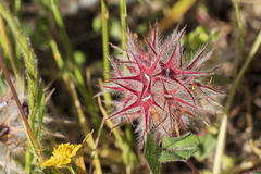 Trifolium stellatum
