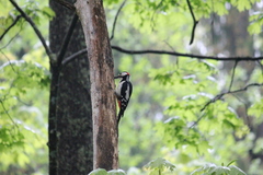 Dendrocopos major