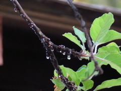 Parthenolecanium corni