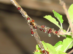 Parthenolecanium corni