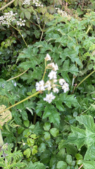 Heracleum sphondylium