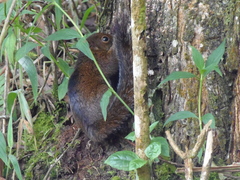 Sciurus pucheranii