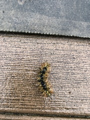 Lophocampa argentata