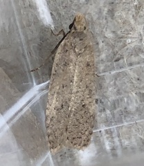 Dichomeris ventrellus