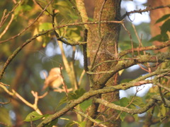 Vireo bellii