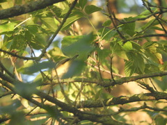 Vireo bellii