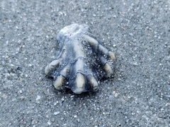 Plicatula gibbosa