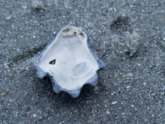 Plicatula gibbosa