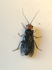 Acantholyda erythrocephala