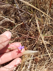 Campanula lusitanica