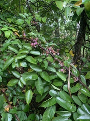 Averrhoa carambola