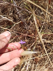 Campanula lusitanica