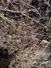 Campanula lusitanica