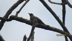 Melanerpes rubricapillus