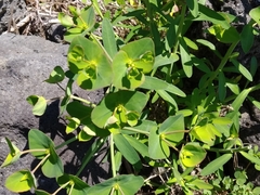Euphorbia azorica