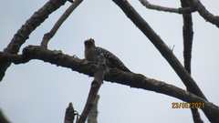 Melanerpes rubricapillus