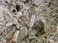 Anoscopus