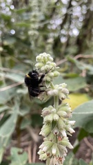 Bombus terrestris canariensis