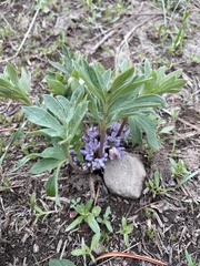 Hydrophyllum capitatum
