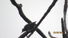 Melanerpes rubricapillus