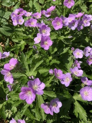 Geranium maculatum
