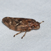 Pine Spittlebug - Photo (c) Royal Tyler, some rights reserved (CC BY-NC-SA), uploaded by Royal Tyler