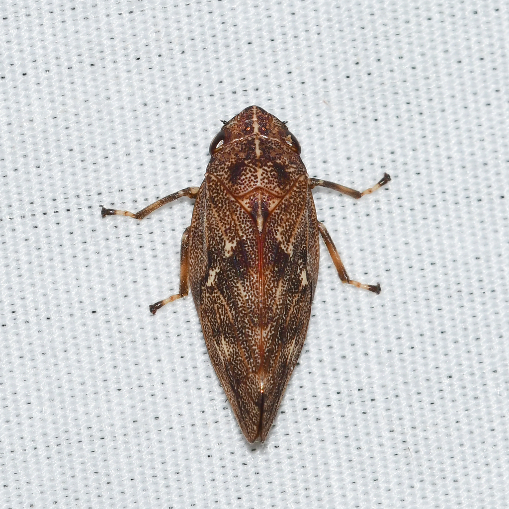pine spittlebug