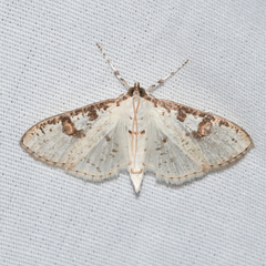 Palpita illibalis