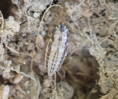 Anoscopus