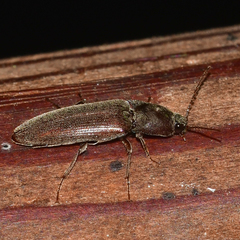 Melanotus opacicollis