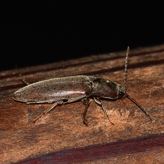 Melanotus opacicollis