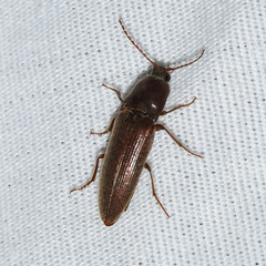 Melanotus opacicollis