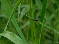 Theophilea subcylindricollis