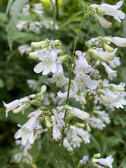 Penstemon canescens