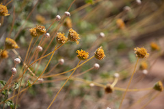 Encelia virginensis