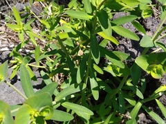 Euphorbia azorica