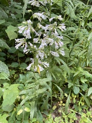 Penstemon canescens