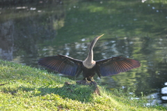 Anhinga anhinga