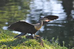 Anhinga anhinga
